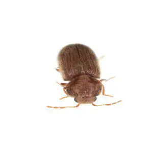 Beetle Control London