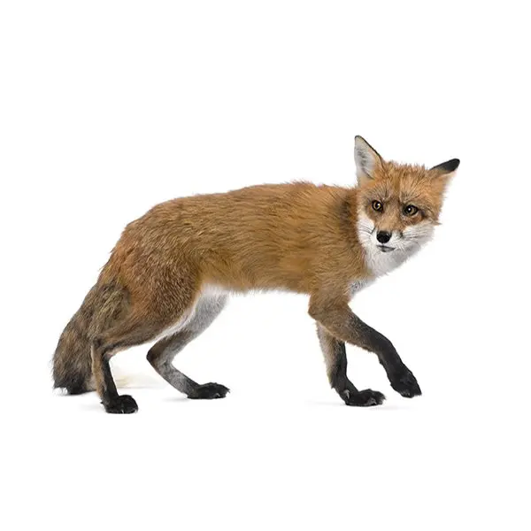 Fox Control London