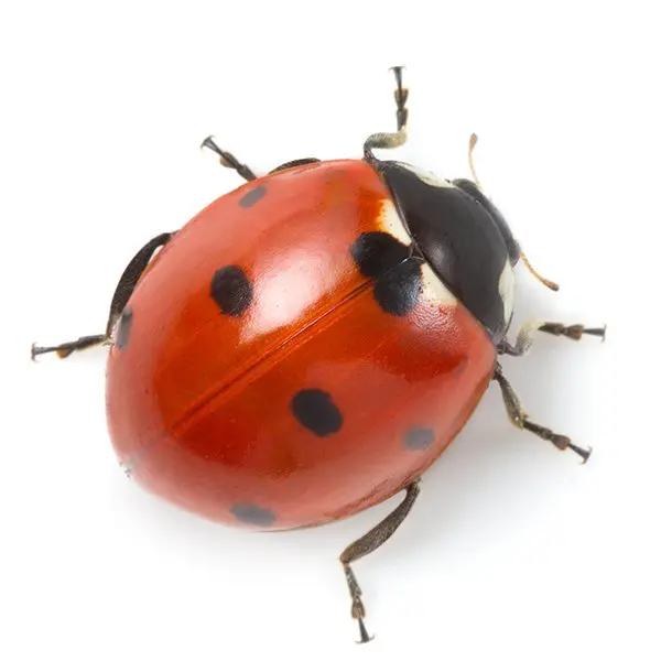 ladybird control London