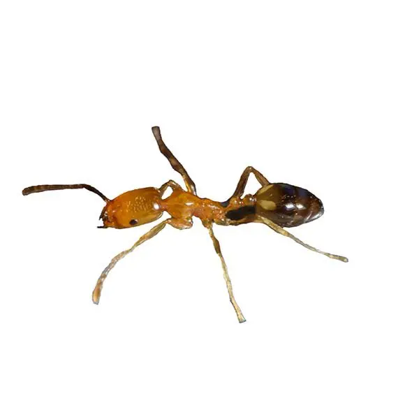 Ant Control London