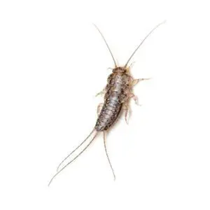 Silverfish Control London
