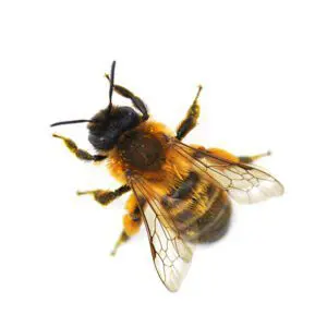 Bee Control London
