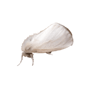 Moth Control London