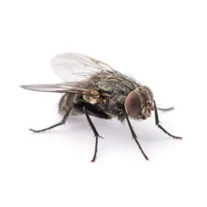 Fly Control London
