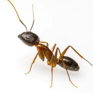 ant control London