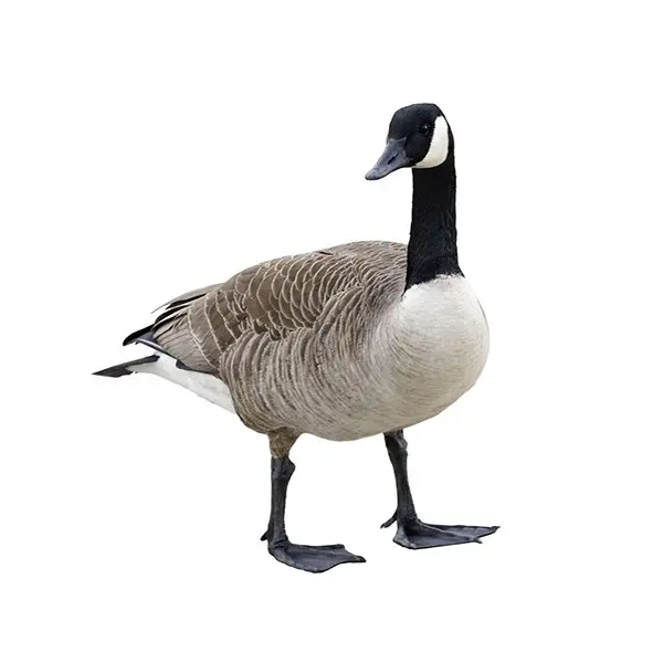 Goose Control London
