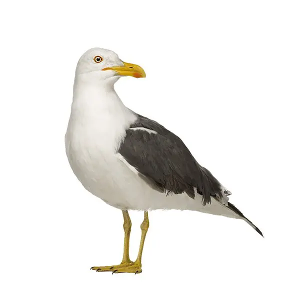 Gull Control London