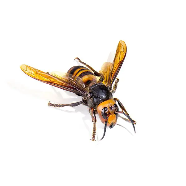 Hornet Control London