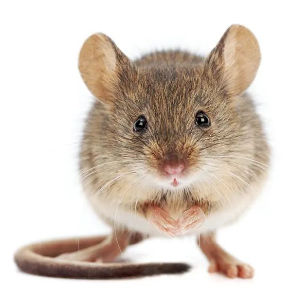 mouse control London