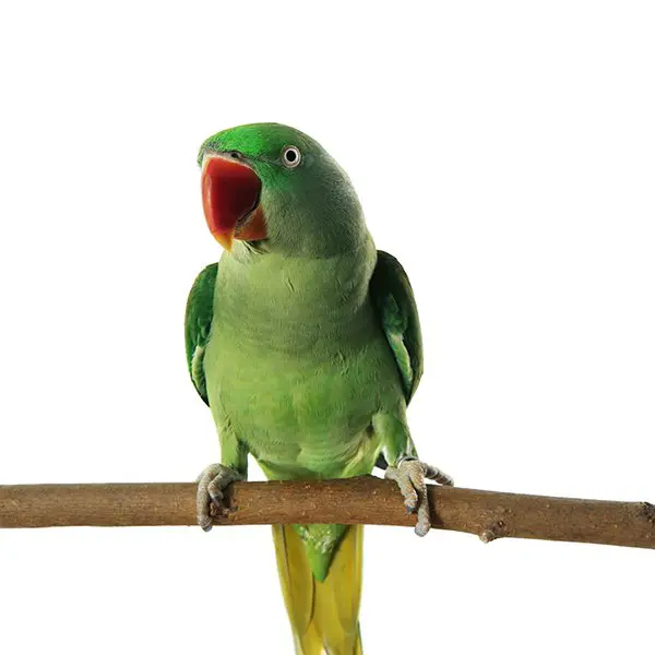 Parakeet Control London