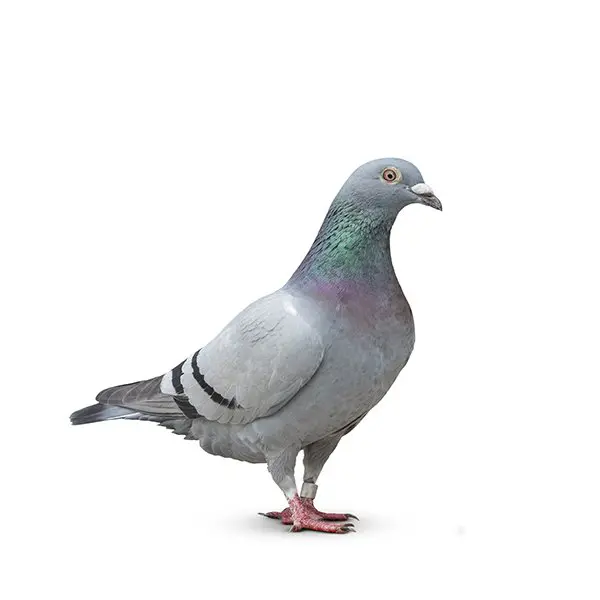 Pigeon Control London