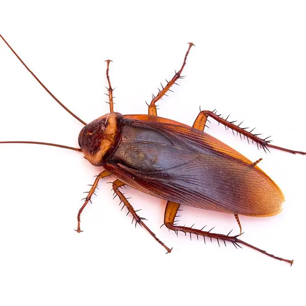 cockroach control London