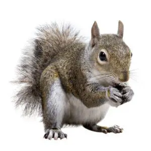squirrel control London