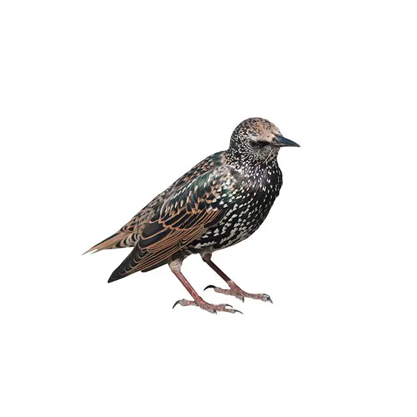 Starling Control London