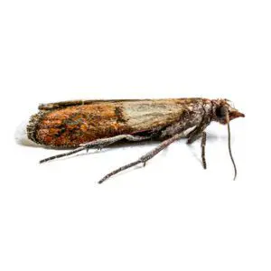 Moth Control London