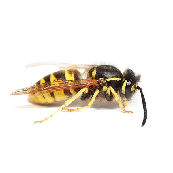 Wasp Control London