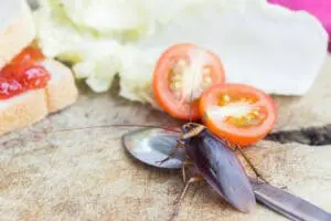 cockroach control London