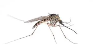 Common Mosquito isolated on white.