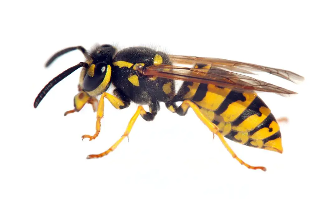 German Wasp