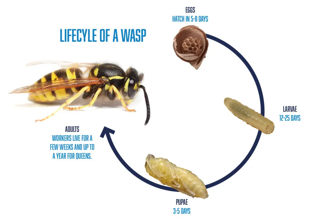 Lifecycle of a Wasp