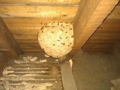 wasp nest in loft