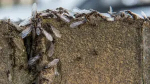 Flying ants emerge from a crack in a garden wall