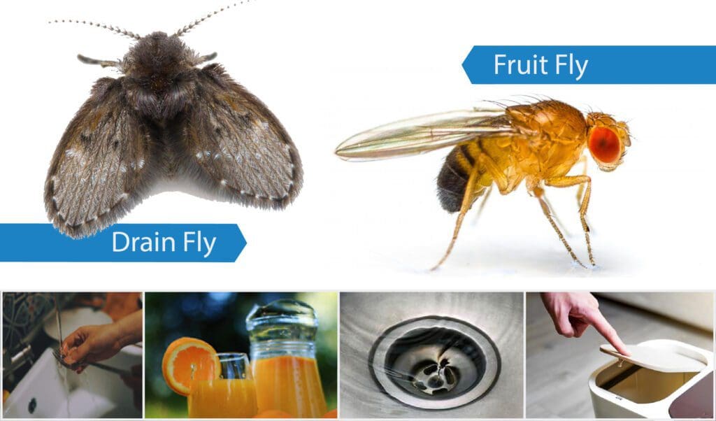 Fruit Fly vs Drain Fly