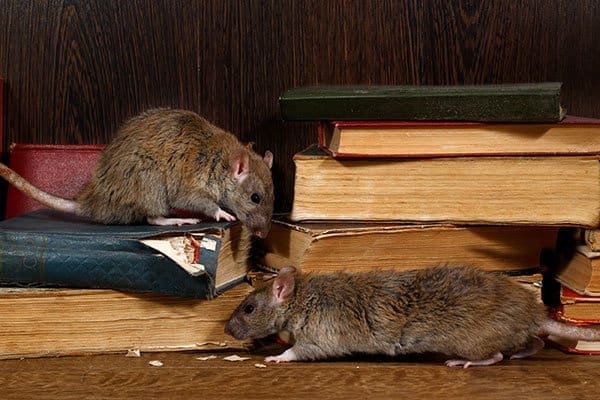 rats in library