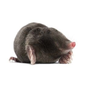 Pest Control for Moles