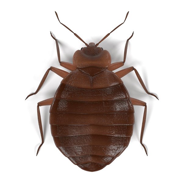 bedbug control London