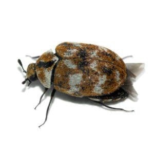 carpet beetle control London