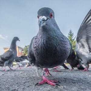 pigeon control London