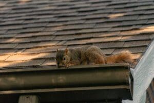 squirrel control London