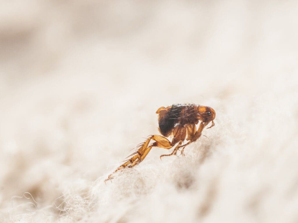 flea killer