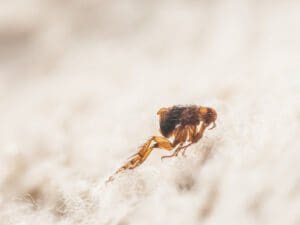 flea killer