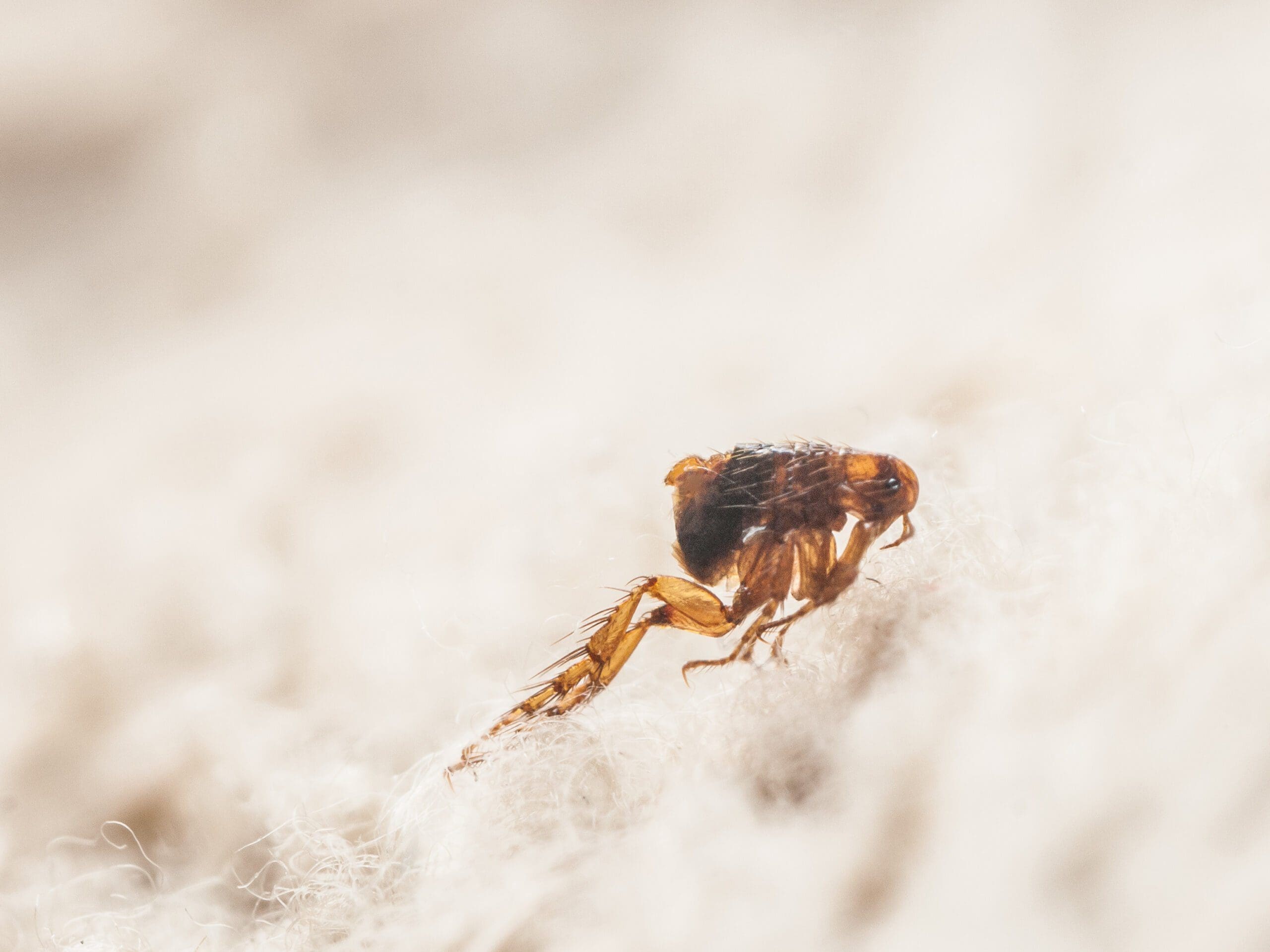 flea killer