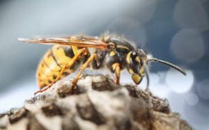 wasp nest removal