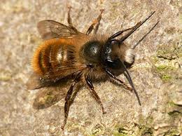 masonry bee