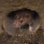 Rat in drains London