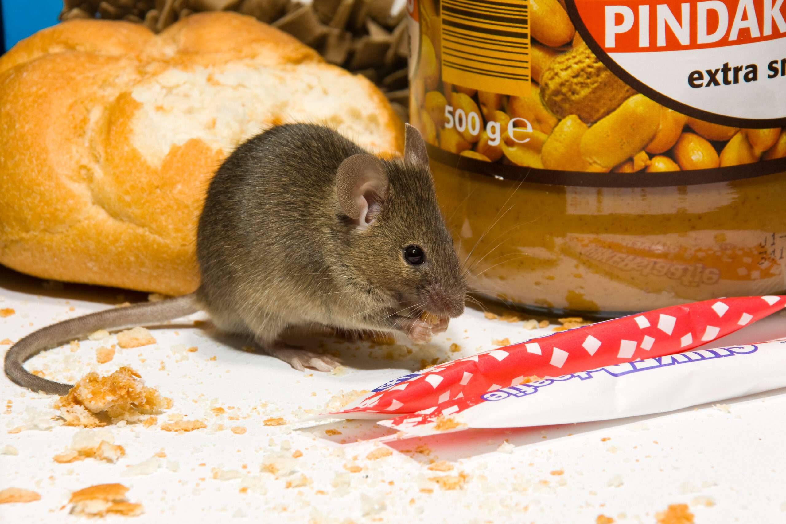 House mouse inside a house eating food
