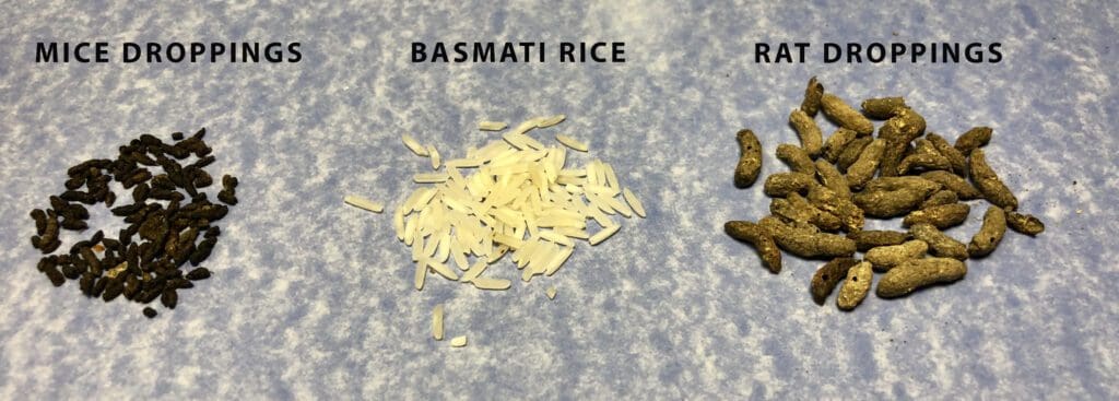 mice, rice rat droppings