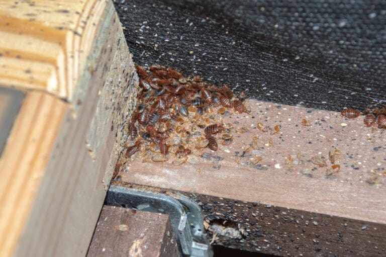Bed bugs on bed frame with bed bug casings