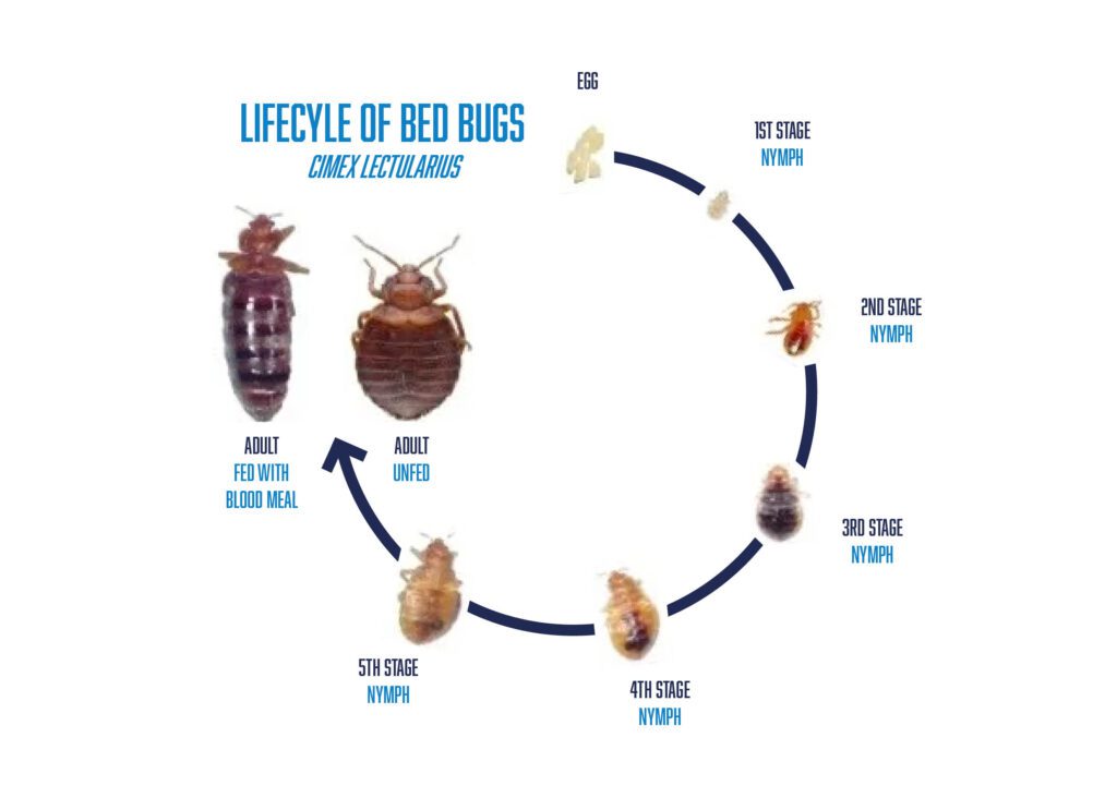 Lifecycle of Bed Bug