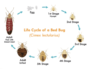 life cycle of a bed bug