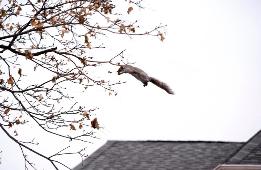 Squirrel leaps from rooftops to tree branches