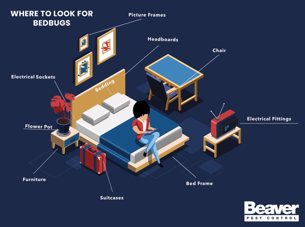 bed bug locations in bedroom