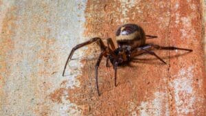 False Widow Spiders