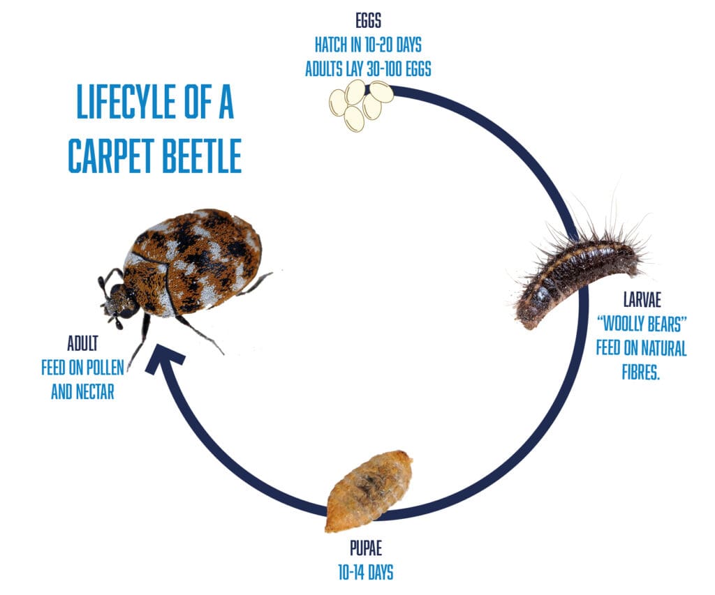 Lifecycle of a carpet beetle