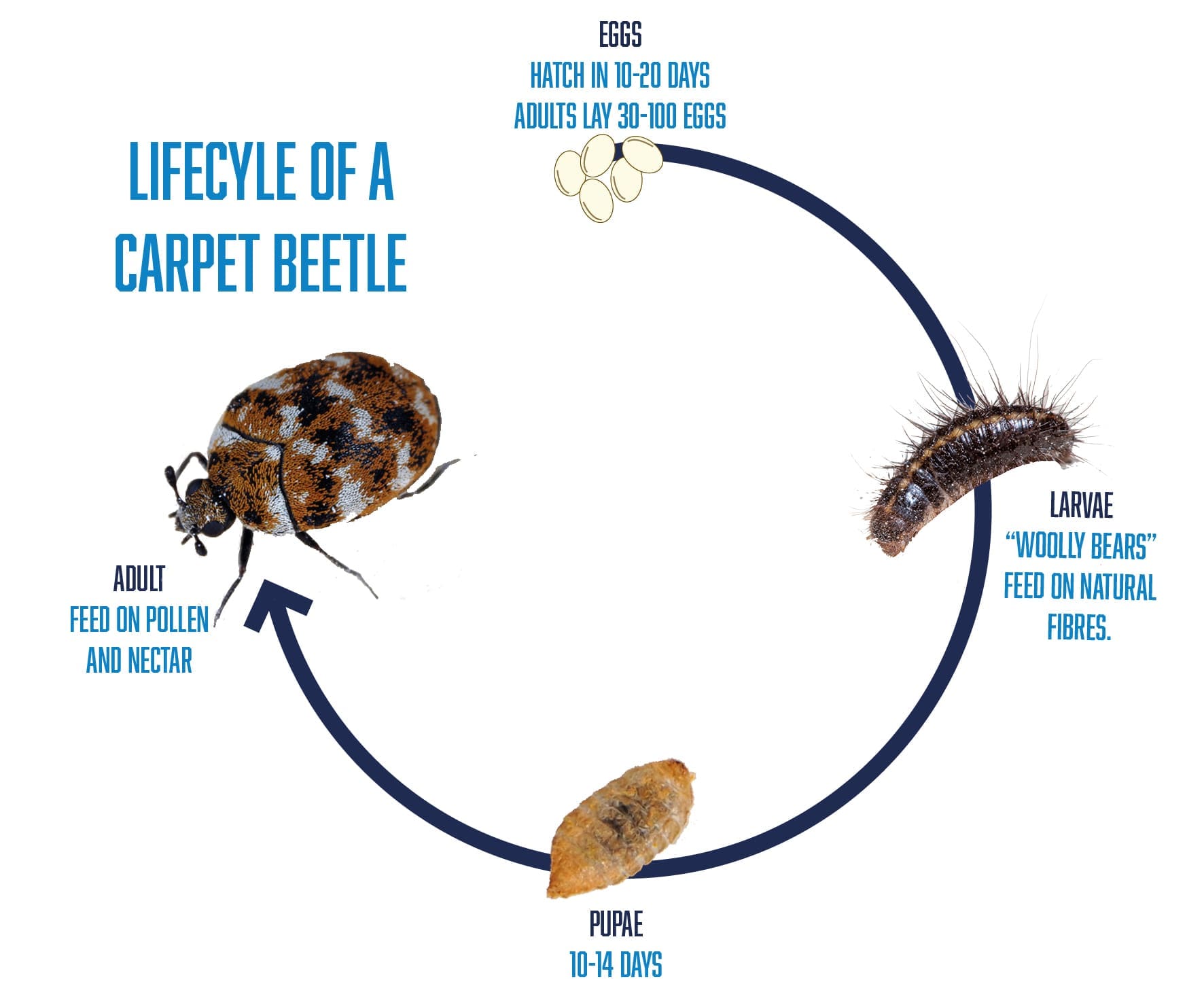 Varied Carpet Beetle Life Cycle SQMKS Varied Carpet Beetle Life Cycle SQMKS