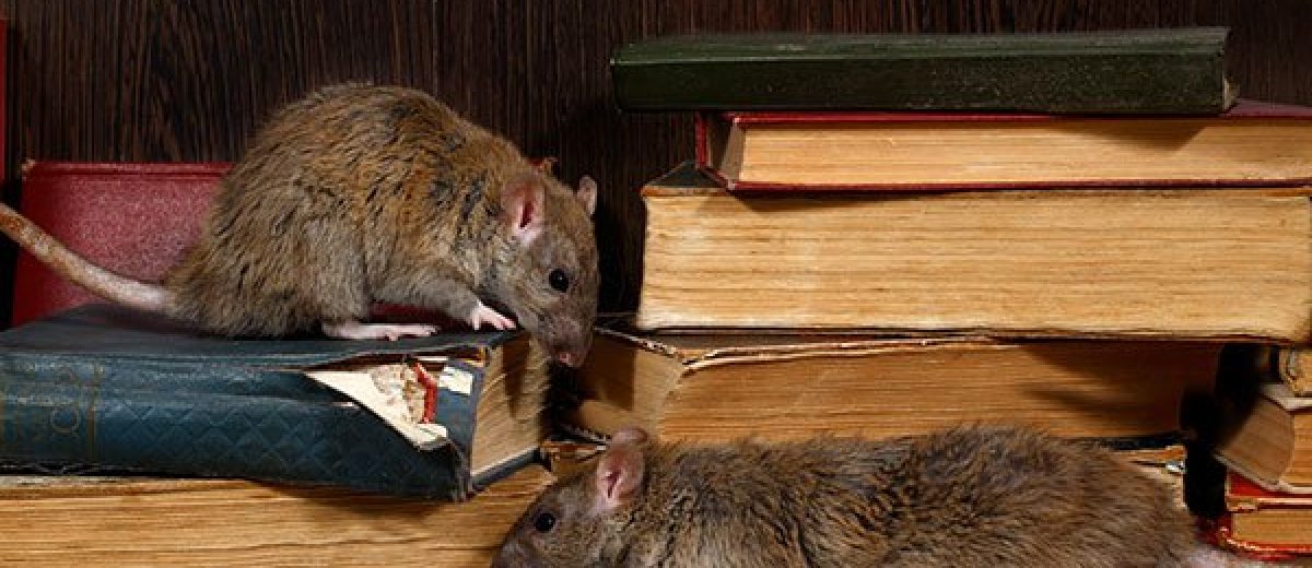rats in library